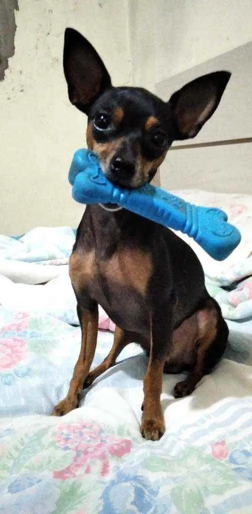 Cachorro ra a Pinscher idade 5 anos nome Tobby