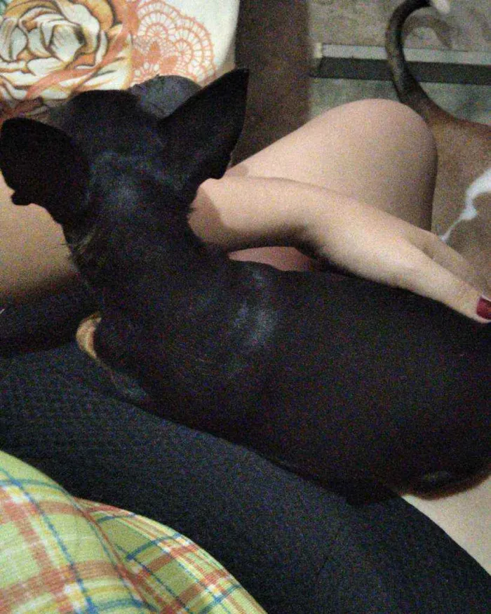 Cachorro ra a Pinscher idade 5 anos nome Tobby