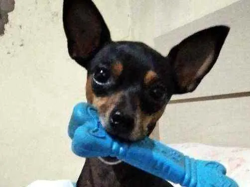 Cachorro ra a Pinscher idade 5 anos nome Tobby