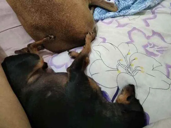 Cachorro ra a Pinscher idade 5 anos nome Tobby