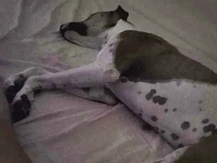 Cachorro ra a Vira Lata idade 2 anos nome Thor