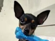 Tobby