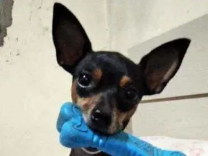 Cachorro raça Pinscher idade 5 anos nome Tobby