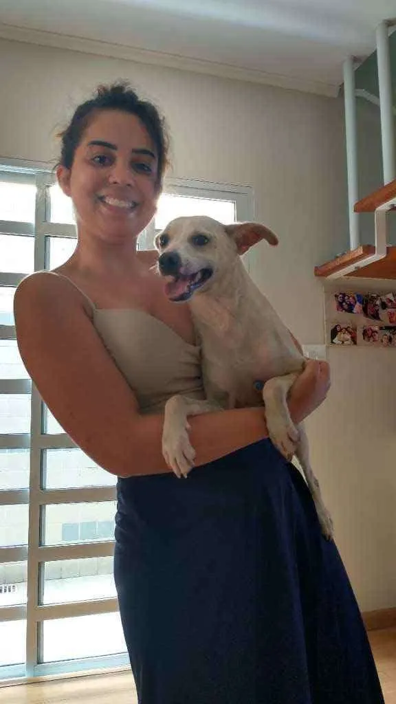 Cachorro ra a Sem raça definida idade 2 a 6 meses nome Stive
