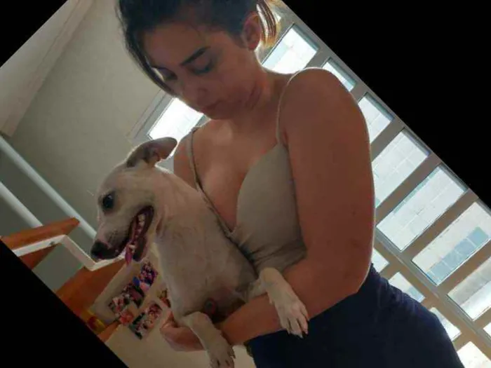 Cachorro ra a Sem raça definida idade 2 a 6 meses nome Stive