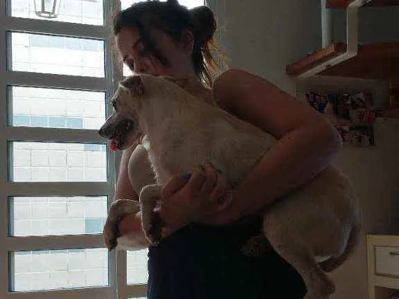 Cachorro ra a Sem raça definida idade 2 a 6 meses nome Stive