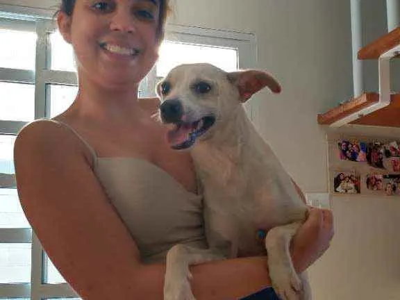 Cachorro ra a Sem raça definida idade 2 a 6 meses nome Stive