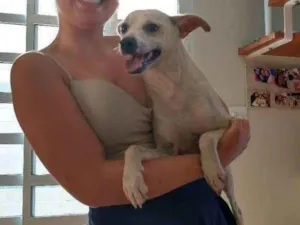 Cachorro raça Sem raça definida idade 2 a 6 meses nome Stive