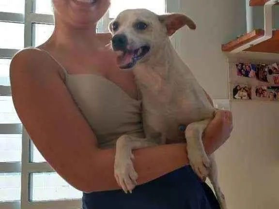 Cachorro ra a Sem raça definida idade 2 a 6 meses nome Stive