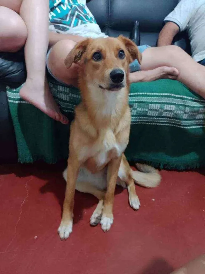 Cachorro ra a Vira lata idade 1 ano nome Raabe