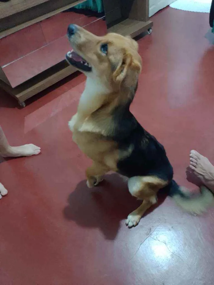 Cachorro ra a Vira lata idade 1 ano nome Raabe