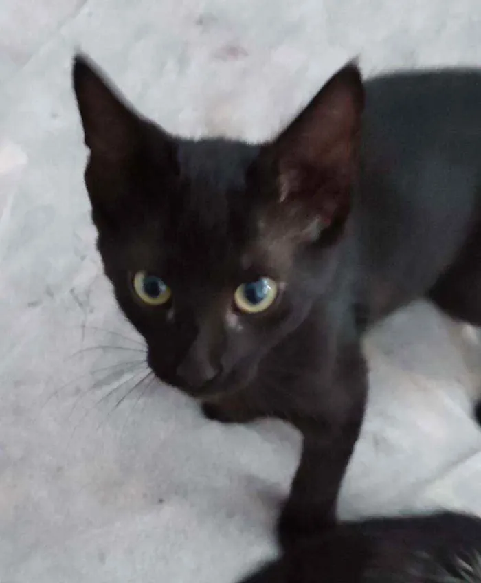 Gato raça  idade 2 a 6 meses nome Cinza, perseu e pret
