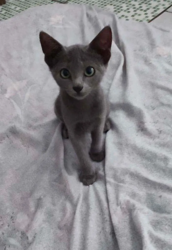 Gato raça  idade 2 a 6 meses nome Cinza, perseu e pret