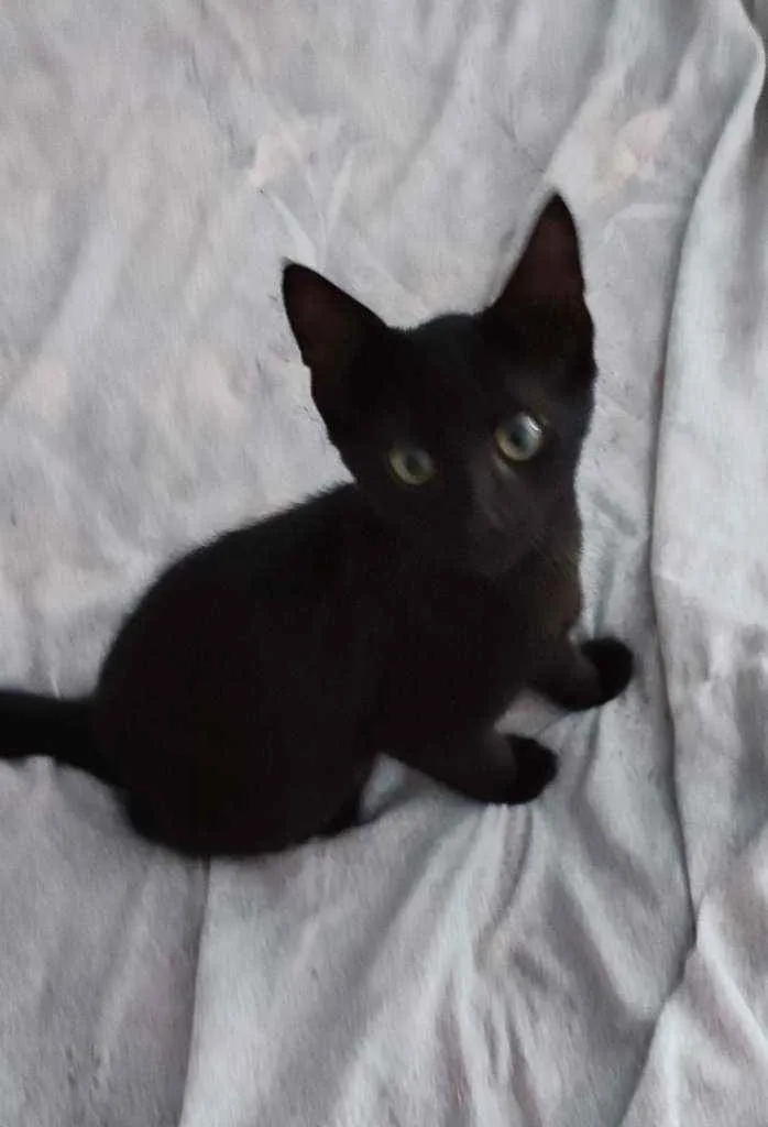 Gato raça  idade 2 a 6 meses nome Cinza, perseu e pret