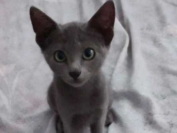Gato raça  idade 2 a 6 meses nome Cinza, perseu e pret