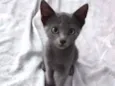 Cinza, perseu e pret
