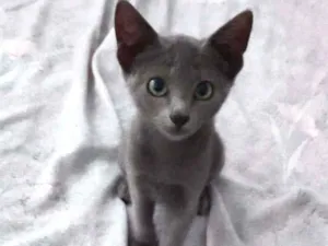 Gato raça  idade 2 a 6 meses nome Cinza, perseu e pret
