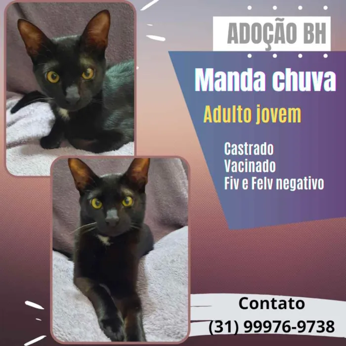 Gato raça Srd idade 1 ano nome Manda Chuva