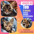 Teo