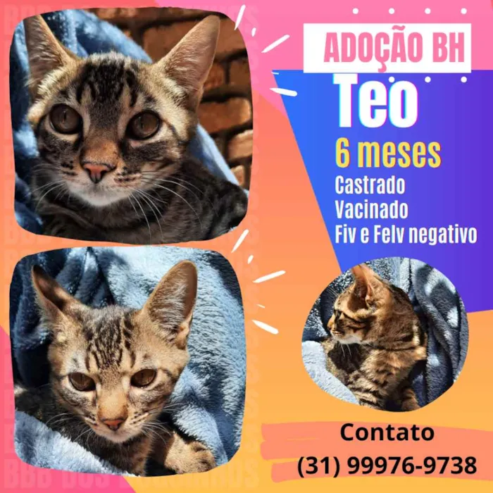Gato raça Srd idade 2 a 6 meses nome Teo