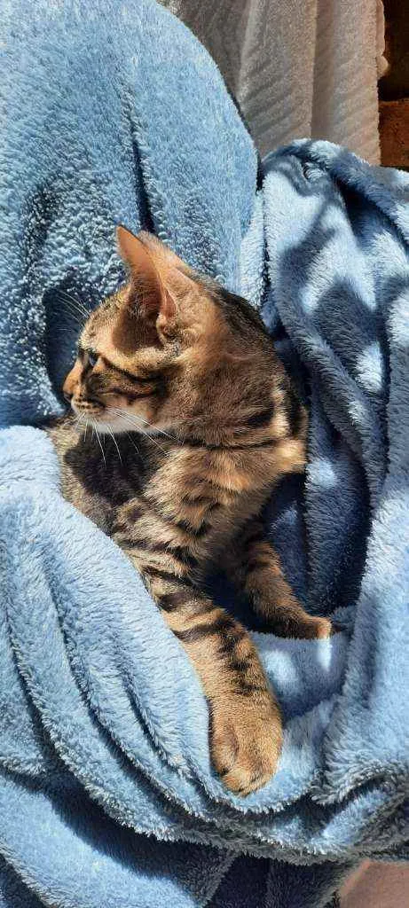 Gato raça Srd idade 2 a 6 meses nome Teo