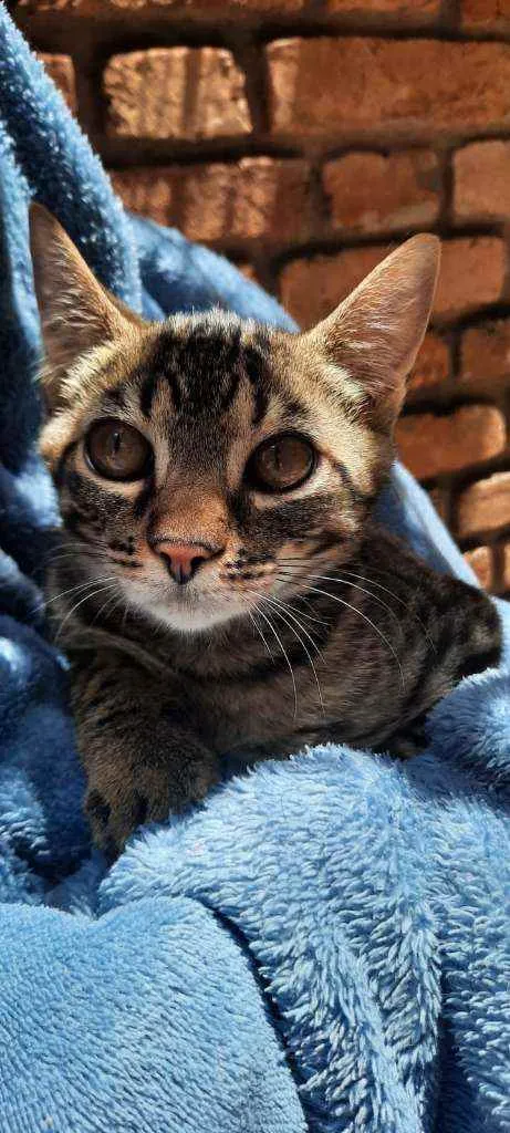 Gato raça Srd idade 2 a 6 meses nome Teo