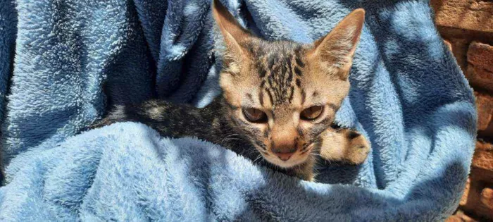 Gato raça Srd idade 2 a 6 meses nome Teo