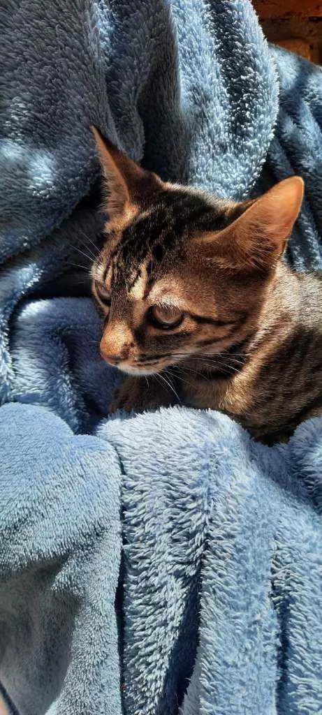 Gato raça Srd idade 2 a 6 meses nome Teo