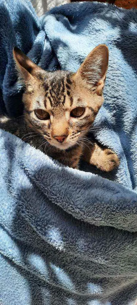 Gato raça Srd idade 2 a 6 meses nome Teo