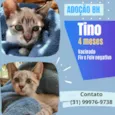 Tino