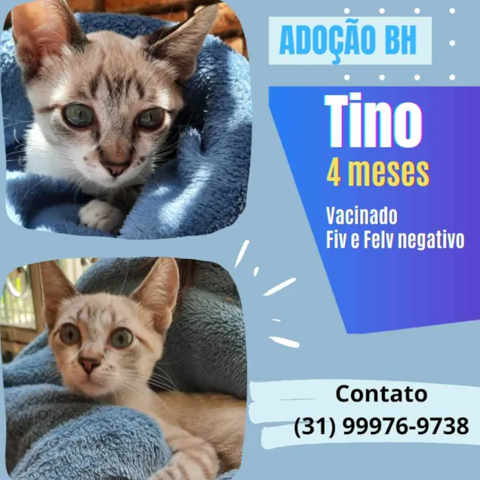Gato raça Sed idade 2 a 6 meses nome Tino