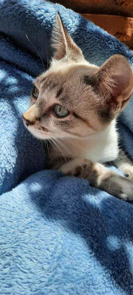 Gato raça Sed idade 2 a 6 meses nome Tino