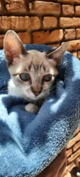 Tino