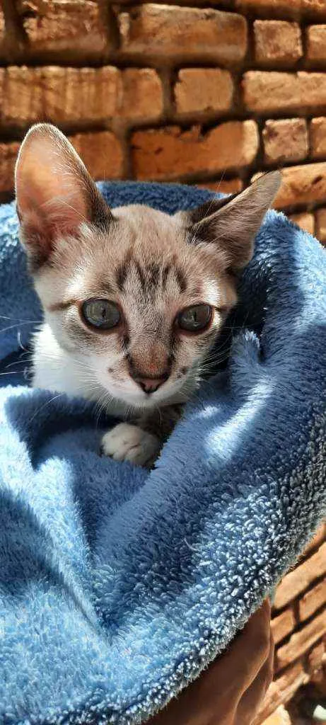 Gato raça Sed idade 2 a 6 meses nome Tino