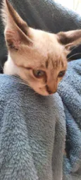 Tino