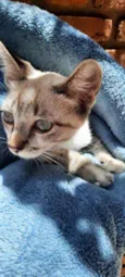 Tino