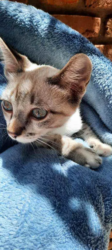 Gato raça Sed idade 2 a 6 meses nome Tino