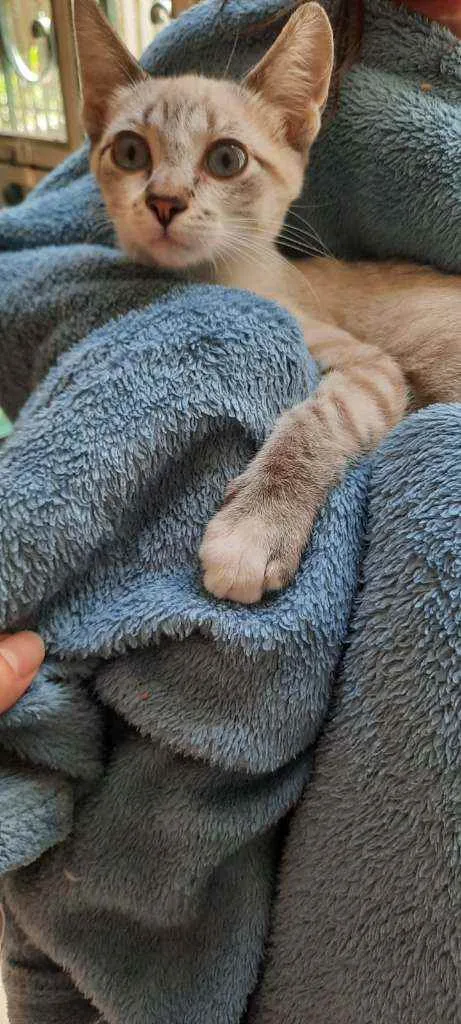 Gato raça Sed idade 2 a 6 meses nome Tino