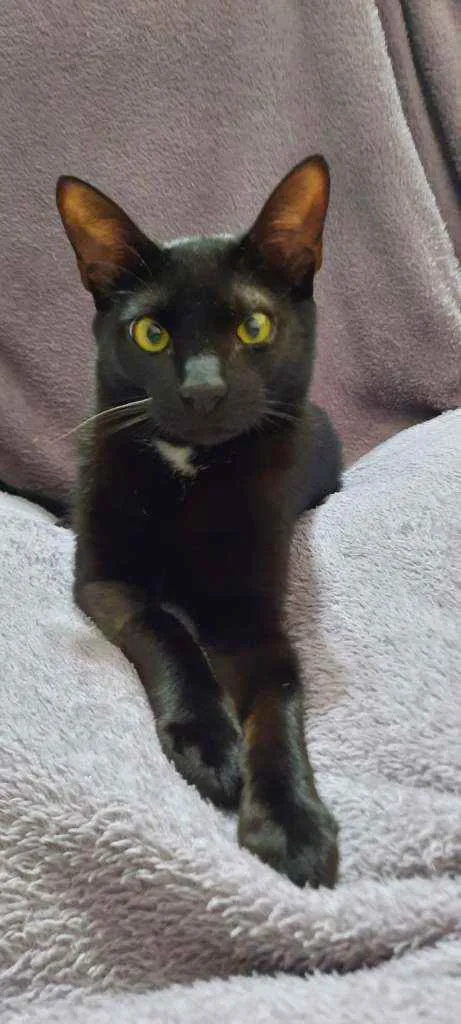 Gato raça Srd idade 1 ano nome Manda Chuva