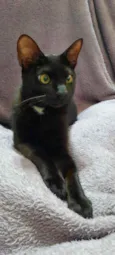 Manda Chuva