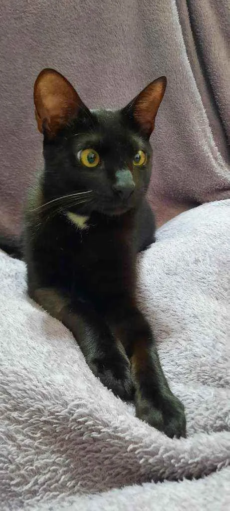 Gato raça Srd idade 1 ano nome Manda Chuva