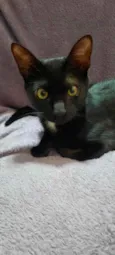 Manda Chuva