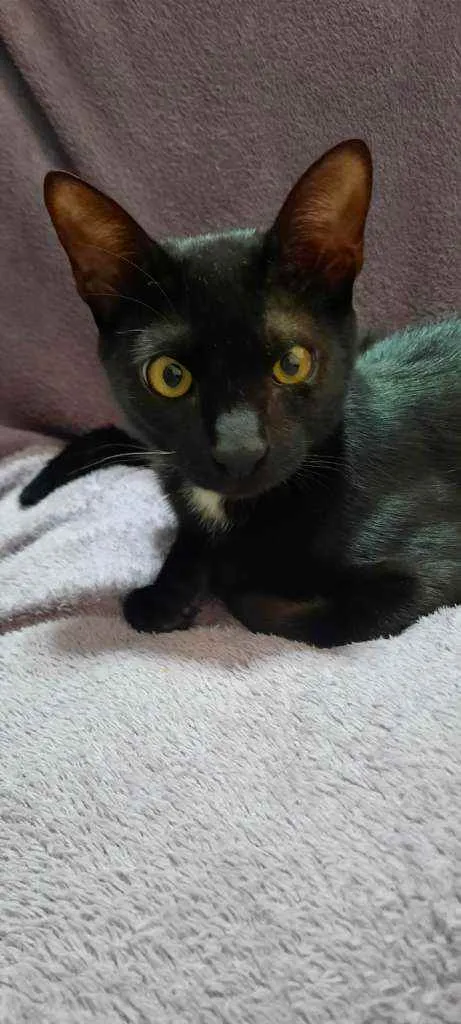 Gato raça Srd idade 1 ano nome Manda Chuva