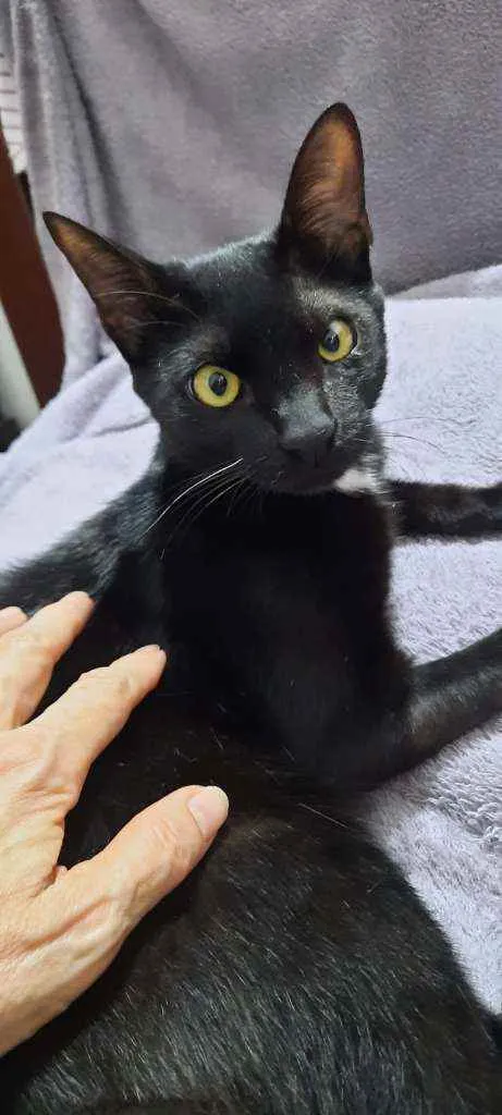 Gato raça Srd idade 1 ano nome Manda Chuva