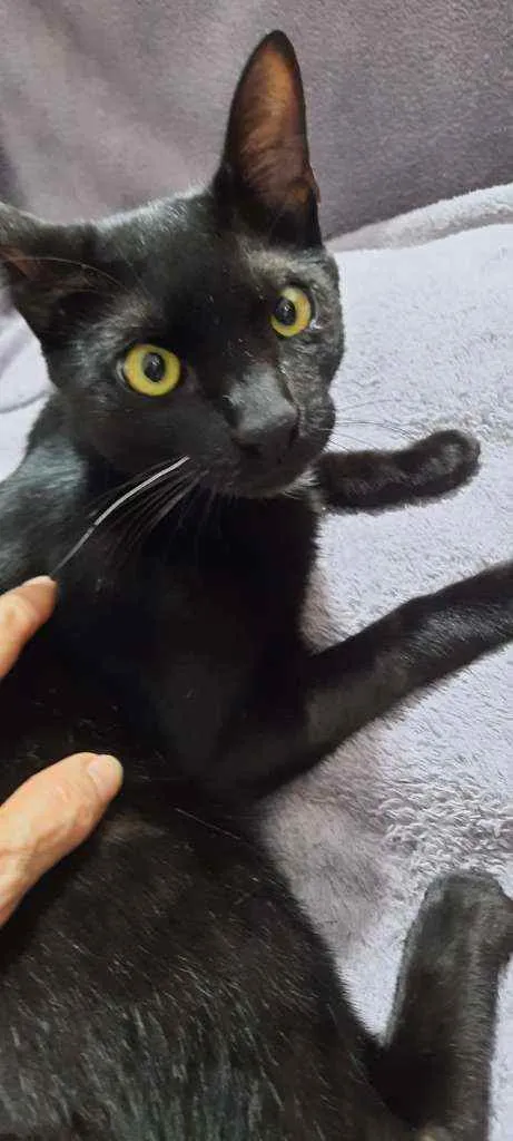 Gato raça Srd idade 1 ano nome Manda Chuva