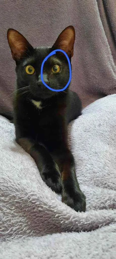 Gato raça Srd idade 1 ano nome Manda Chuva