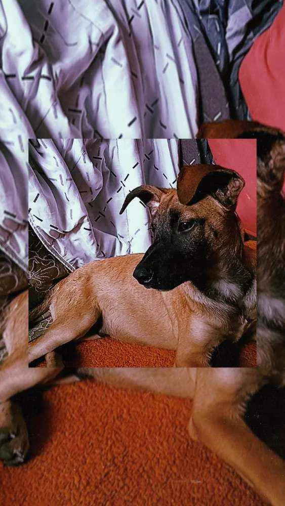 Cachorro raça SRD idade 2 a 6 meses nome Nescau