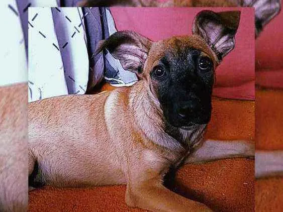 Cachorro raça SRD idade 2 a 6 meses nome Nescau