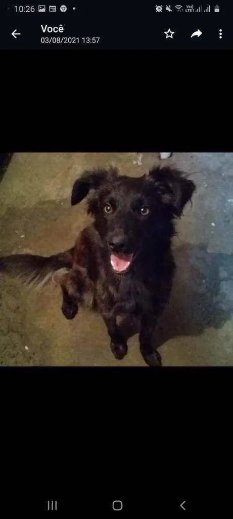 Cachorro raça SRD idade 1 ano nome Amora