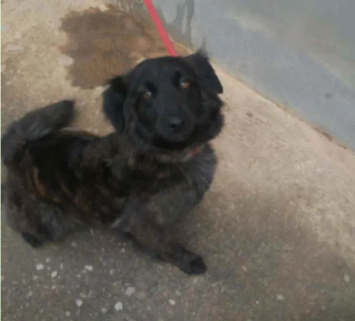 Cachorro raça SRD idade 1 ano nome Amora